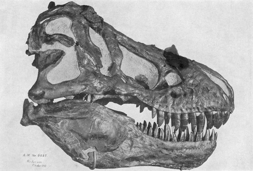 tyrannosaurus-skull